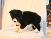 ABCA Registered Border Collie For Sale Warsaw OH Male-Rex