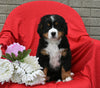 AKC Registered Bernese Mountain Dog For Sale Sugarcreek OH Female-Luna