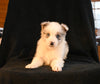 ABCA Registered Border Collie For Sale Warsaw OH Female-Stella