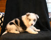 ABCA Registered Border Collie For Sale Warsaw OH Female-Stella