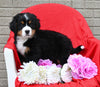 AKC Registered Bernese Mountain Dog For Sale Sugarcreek OH Female-Luna