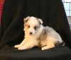 ABCA Registered Border Collie For Sale Warsaw OH Female-Stella