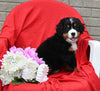 AKC Registered Bernese Mountain Dog For Sale Sugarcreek OH Female-Luna