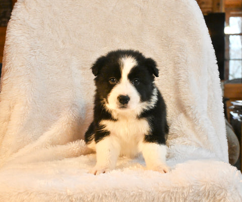 ABCA Registered Border Collie For Sale Warsaw OH Female-Jade