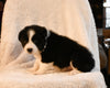 ABCA Registered Border Collie For Sale Warsaw OH Female-Jade