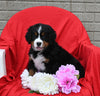 AKC Registered Bernese Mountain Dog For Sale Sugarcreek OH Female-Lola