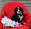 AKC Registered Bernese Mountain Dog For Sale Sugarcreek OH Female-Lola