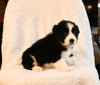 ABCA Registered Border Collie For Sale Warsaw OH Female-Jade