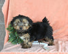 Yorkshire Terrier For Sale Baltic OH Male-Charlie