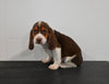 AKC Registered Beagle For Sale Applecreek OH Male-Rex