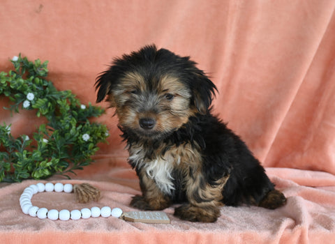 Yorkshire Terrier For Sale Baltic OH Male-Charlie