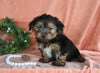 Yorkshire Terrier For Sale Baltic OH Male-Charlie