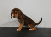 AKC Registered Beagle For Sale Applecreek OH Female-Bailey