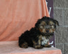 Yorkshire Terrier For Sale Baltic OH Male-Charlie