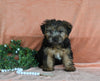 Yorkshire Terrier For Sale Baltic OH Male-Bentley