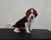 AKC Registered Beagle For Sale Applecreek OH Female-Stella