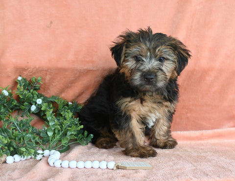 Yorkshire Terrier For Sale Baltic OH Male-Bentley