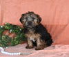 Yorkshire Terrier For Sale Baltic OH Male-Bentley