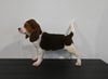 AKC Registered Beagle For Sale Applecreek OH Female-Stella