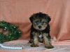 Yorkshire Terrier For Sale Baltic OH Male-Harley