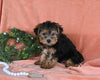 Yorkshire Terrier For Sale Baltic OH Male-Harley
