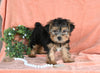 Yorkshire Terrier For Sale Baltic OH Male-Harley