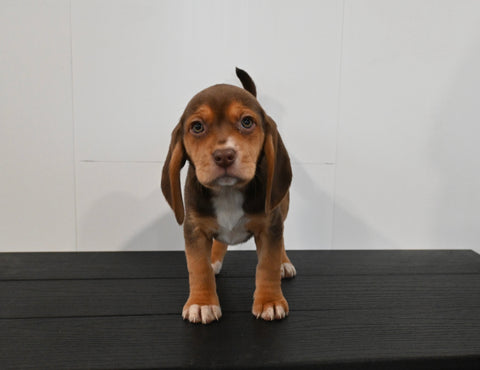 AKC Registered Beagle For Sale Applecreek OH Female-Carly