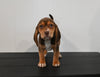 AKC Registered Beagle For Sale Applecreek OH Female-Carly