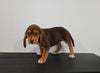AKC Registered Beagle For Sale Applecreek OH Female-Carly