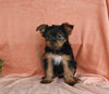 Yorkshire Terrier For Sale Baltic OH Female-Bella