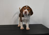 AKC Registered Beagle For Sale Applecreek OH Female-Sadie