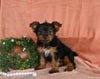 Yorkshire Terrier For Sale Baltic OH Female-Bella