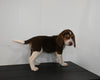 AKC Registered Beagle For Sale Applecreek OH Female-Sadie