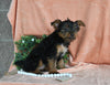 Yorkshire Terrier For Sale Baltic OH Female-Bella