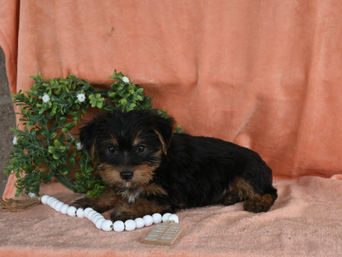 Yorkshire Terrier For Sale Baltic OH Male-Archie