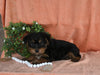 Yorkshire Terrier For Sale Baltic OH Male-Archie