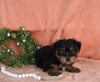 Yorkshire Terrier For Sale Baltic OH Male-Archie