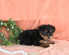 Yorkshire Terrier For Sale Baltic OH Male-Archie