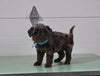 Mini Aussiedoodle For Sale Fresno OH Female-Isabella