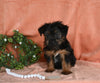 Yorkshire Terrier For Sale Baltic OH Male-Winston