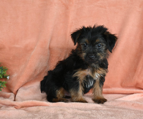 Yorkshire Terrier For Sale Baltic OH Male-Winston