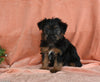 Yorkshire Terrier For Sale Baltic OH Male-Winston