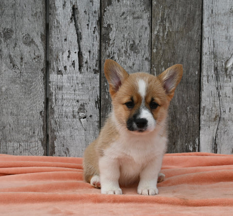 ACA Registered Welsh Corgi For Sale Millersburg OH Female-Chloe