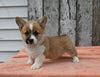 ACA Registered Welsh Corgi For Sale Millersburg OH Female-Chloe