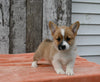 ACA Registered Welsh Corgi For Sale Millersburg OH Female-Chloe