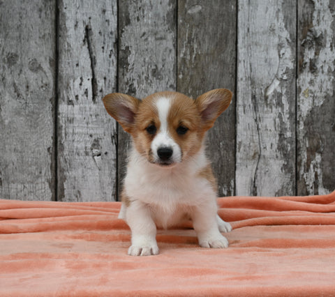 ACA Registered Welsh Corgi For Sale Millersburg OH Female-Cookie