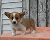 ACA Registered Welsh Corgi For Sale Millersburg OH Female-Cookie