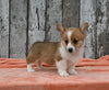 ACA Registered Welsh Corgi For Sale Millersburg OH Female-Cookie