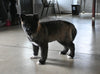 AKC Registered Akita For Sale Millersburg OH Female-Luna