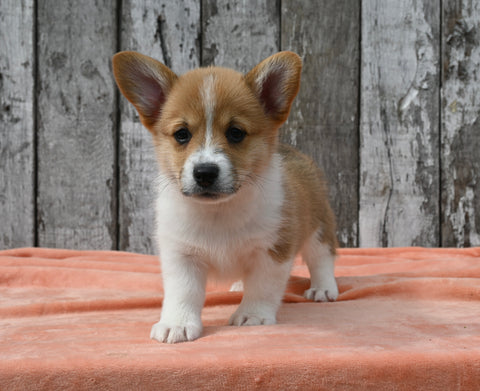ACA Registered Welsh Corgi For Sale Millersburg OH Male-Crew